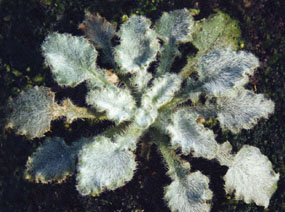 Campanula topaliana ssp cordifolia